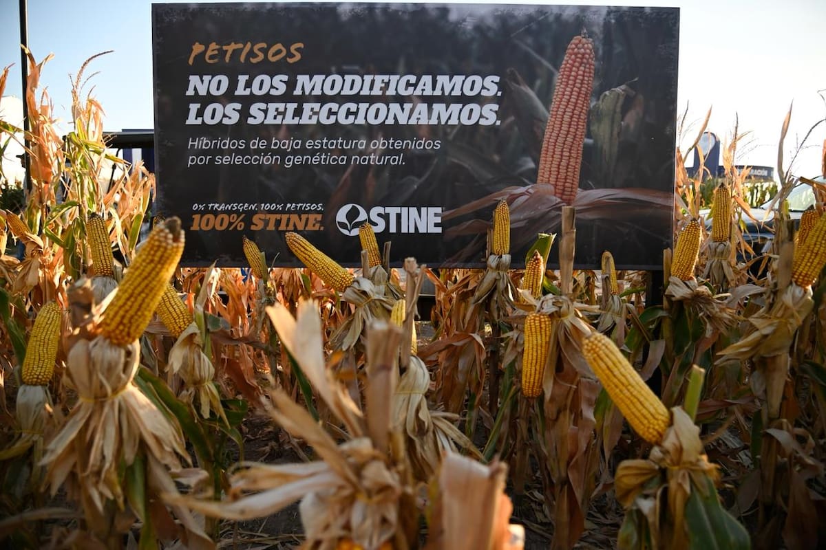En el plot de Stine se pudieron ver híbridos de maíz más bajos —alrededor de 1,60 metros— desarrollados a partir de selección genética y actualmente en etapa de evaluación