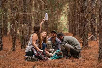 En el proyecto para reintroducir al venado de las pampas en Iberá se buscaron individuos relegados en zonas de plantaciones forestales, que luego fueron translocados a sus ambientes naturales dentro del área protegida