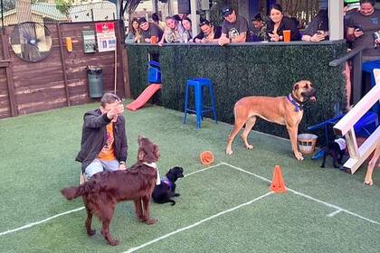 En el Pups Pub hay áreas de juego para las mascotas