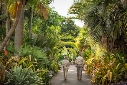En el Real Jardín Botánico de Sidney se pueden apreciar enormes ejemplares de palmeras y bromeliáceas