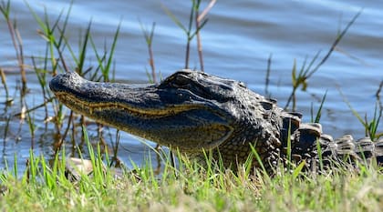 En el Refugio Nacional de Vida Silvestre Anahuac se pueden realizar avistajes de distintas especies