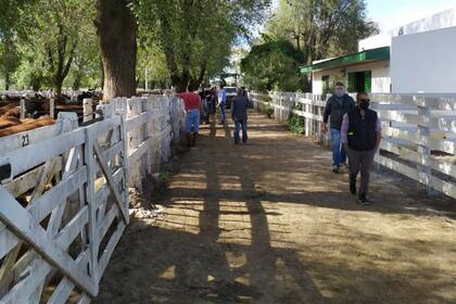 En el remate de Salliqueló los compradores usaron barbijo y estuvieron a una distancia prudencial