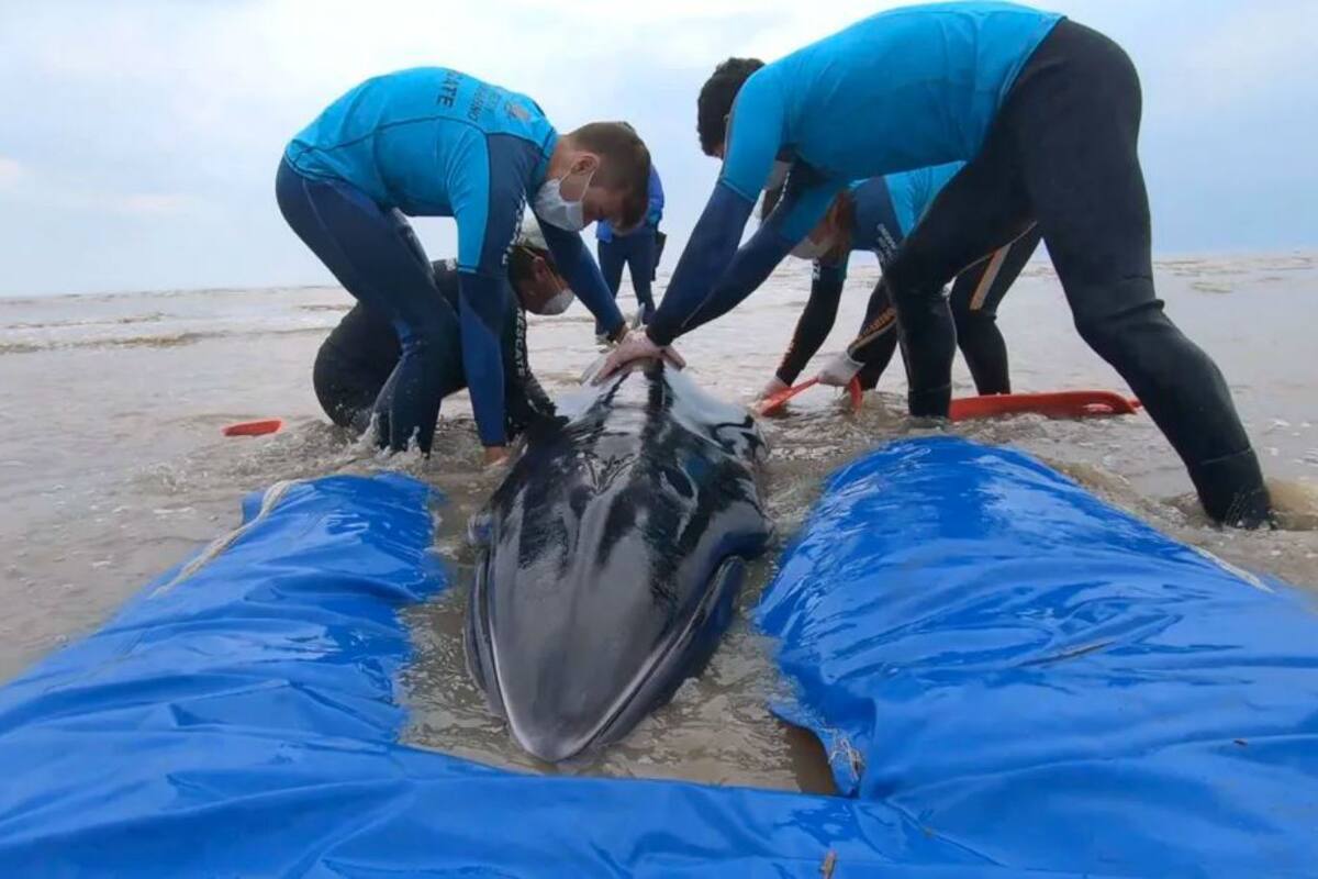 En el rescate participó personal de la Fundación Mundo Marino y de la Prefectura Naval Argentina