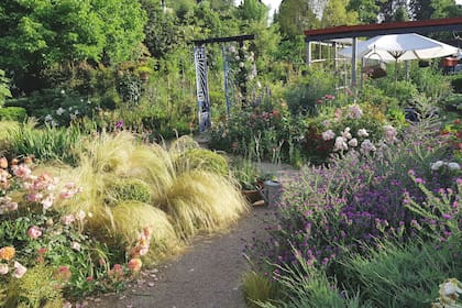 En el rosedal conviven también Stipas tenuissima, Echium plantagineum y Centranthus ruber.
