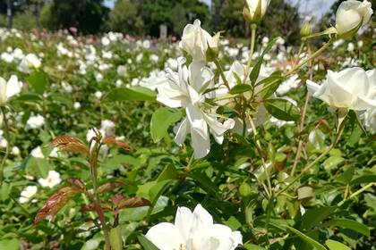 En El Rosedal de Palermo, donde pueden apreciarse las rosas iceberg, se celebraron 111 casamientos durante 2019