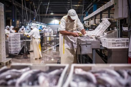 En el sector de la pesca hay 200 empresas industriales, 316 firmas comercializadoras y 34 transportistas