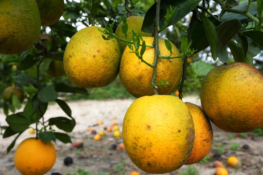 Alerta en exportaciones: "la mancha negra complica el ingreso de naranjas argentinas a Europa”