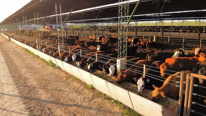 En el sector se apunta a ser eficientes en cada etapa productiva