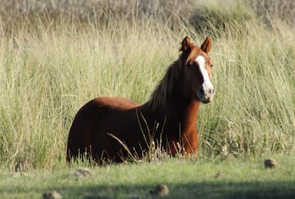 En el sector señalan que en el mediano plazo no se cubriría la demanda, sobre todo que se necesita doble dosis por animal para estar con la manada totalmente inmunizada