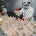 La Argentina suspendió importaciones de productos aviares de una zona de Brasil