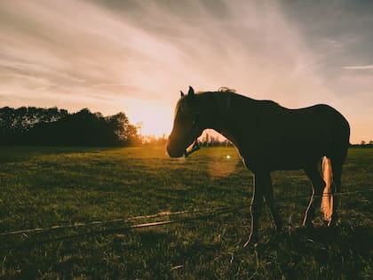 En el Senasa recomiendan disminuir al mínimo posible los movimientos de equinos