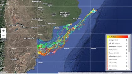 En el sitio de la Global Penguin Society se puede seguir en tiempo real la migración de los pingüinos por el Mar Argentino