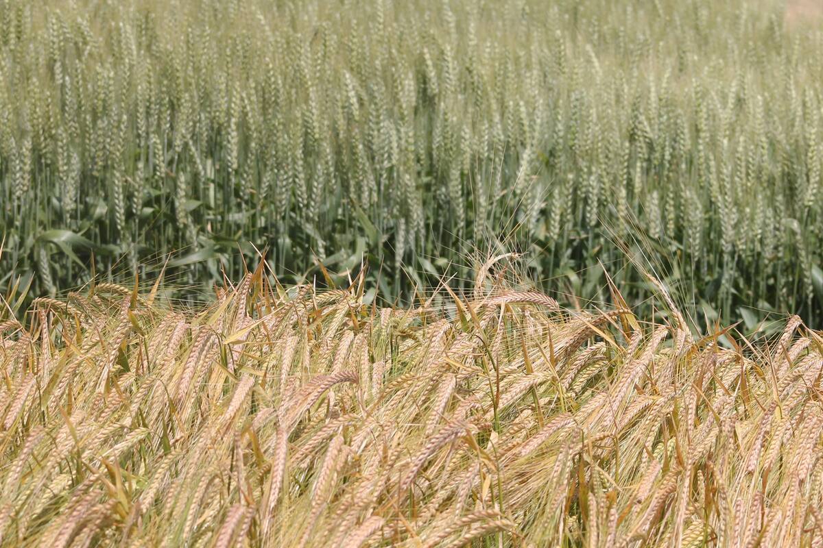 En el sudeste comenzó la competencia por el área de la siembra fina