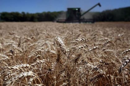 La Argentina tiene como principal destino del cereal a Brasil