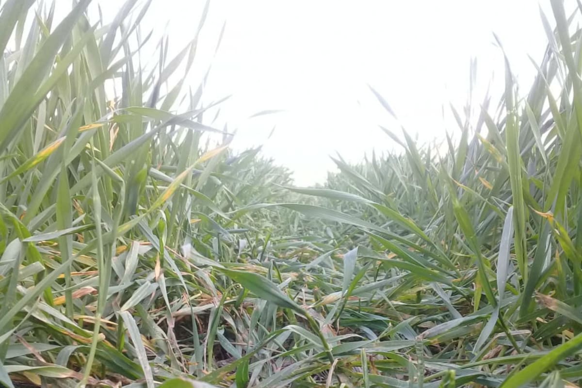 En el sudeste de Córdoba, entre otras regiones, el trigo ya siente la falta de agua
