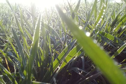 En el sudeste de Córdoba, según Ioele a pesar de la ausencia de lluvias la humedad ambiente en el lote sigue alta