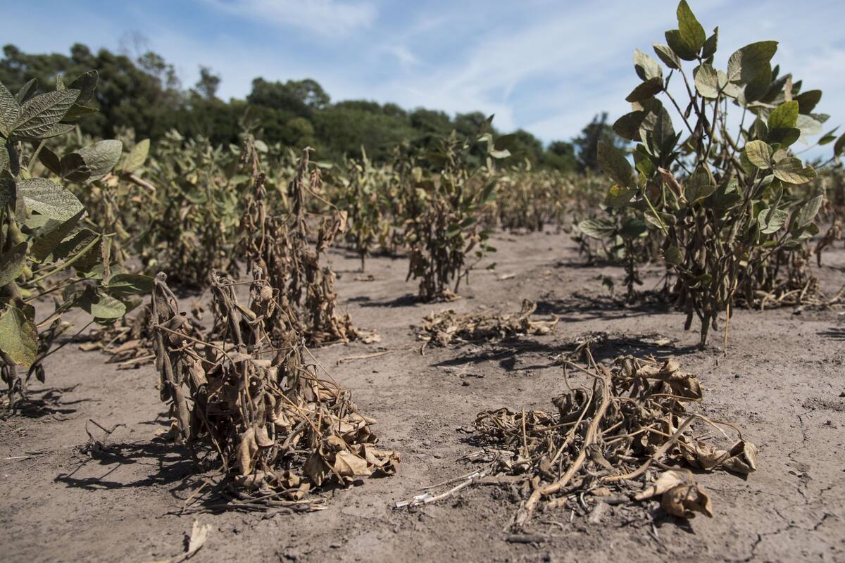 En el sur de Santa Fe algunos lotes de soja de segunda fueron abandonados