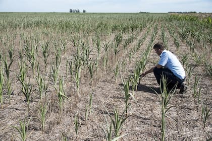 En el sur de Santa Fe, el maíz de segunda cortó su desarrollo por la sequía