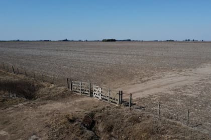 En el sur de Santa Fe, en muchos lotes no se sembró trigo por la falta de lluvias
Ricardo Pristupluk - LA NACION