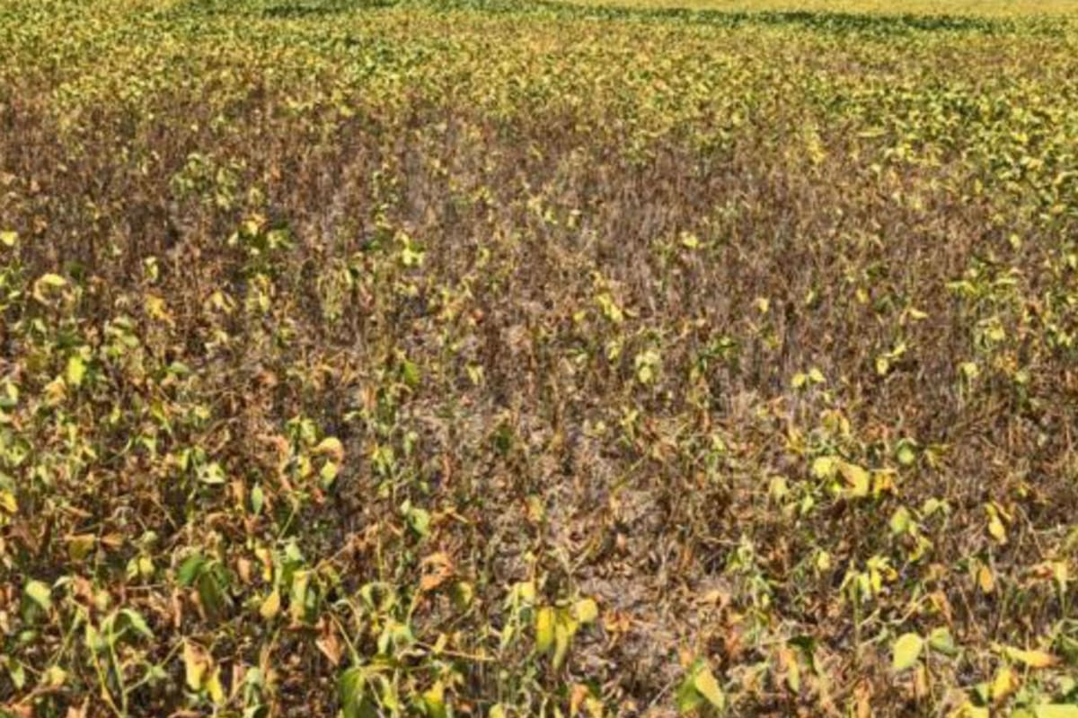 En el sur de Santa Fe. Una soja que sintió la falta de lluvias en etapas críticas