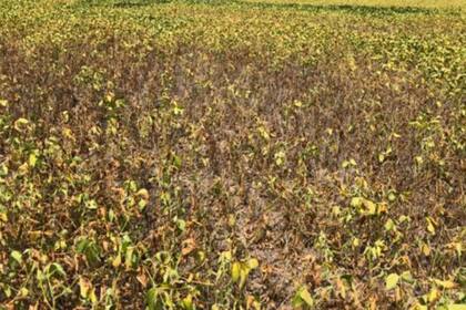 En el sur de Santa Fe. Una soja que sintió la falta de lluvias en etapas críticas