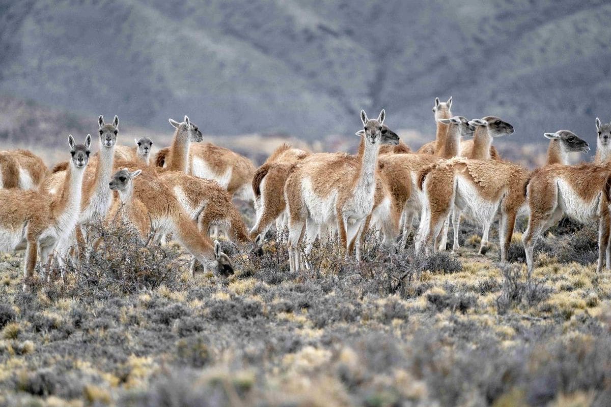 En el sur hay una importante población de guanacos