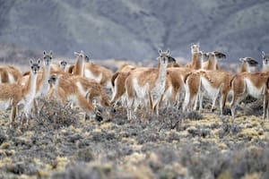 Una legisladora quiere prohibir la caza de guanacos para que no se consuma su carne