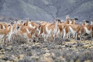 Una legisladora quiere prohibir la caza de guanacos para que no se consuma su carne