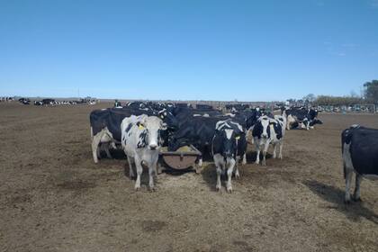 En el tambo, contó, ordeñan alrededor de 400 vacas