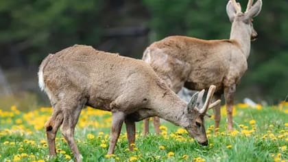En el territorio viven especies y animales en peligro de extinción, como el huemul