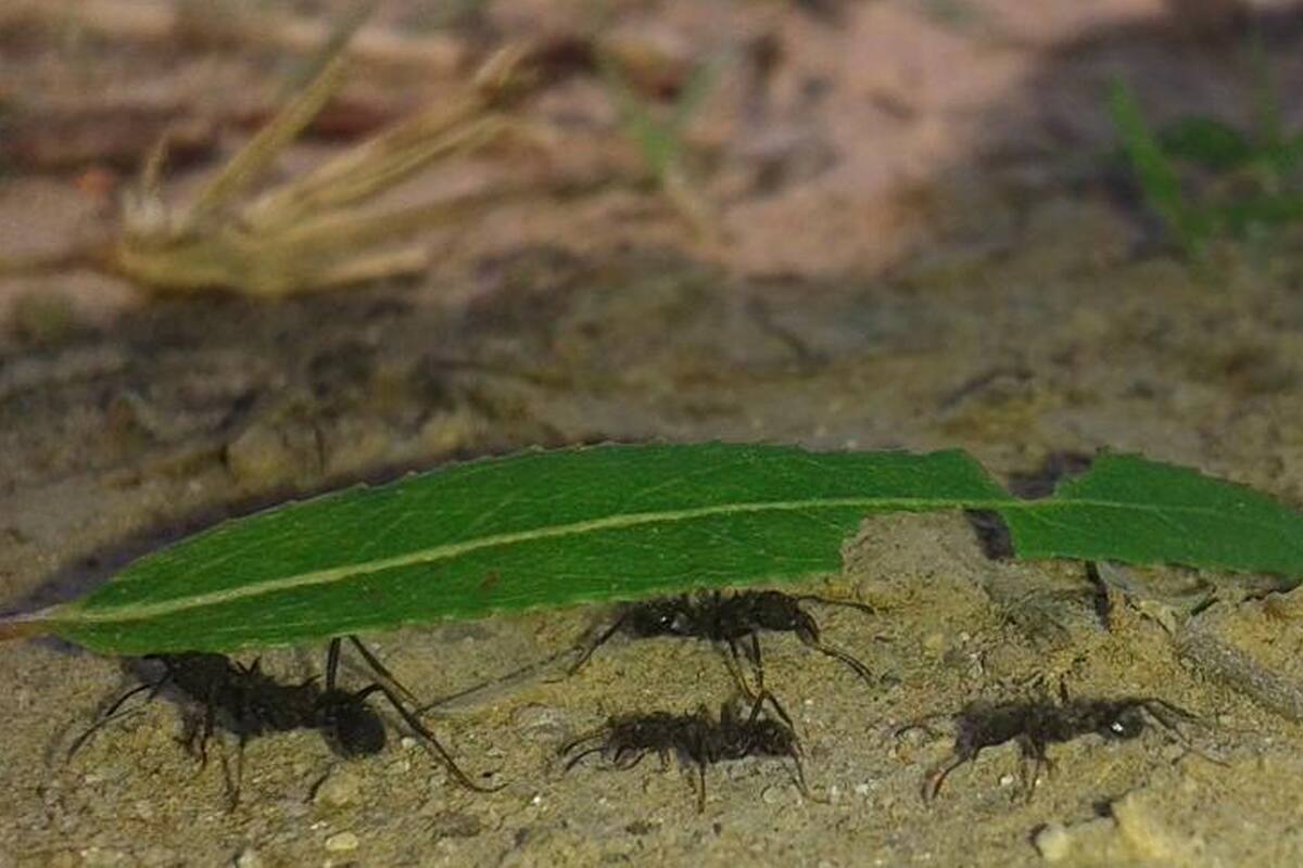 En el twitter @Georgeclimapron se pronostica el tiempo con hormigas de manera no científica.