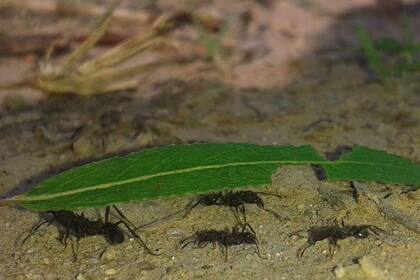 En el twitter @Georgeclimapron se pronostica el tiempo con hormigas de manera no científica.