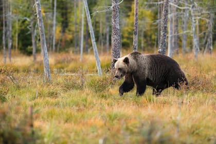 En el último año han aumentado las apariciones de osos en zonas residenciales de Florida