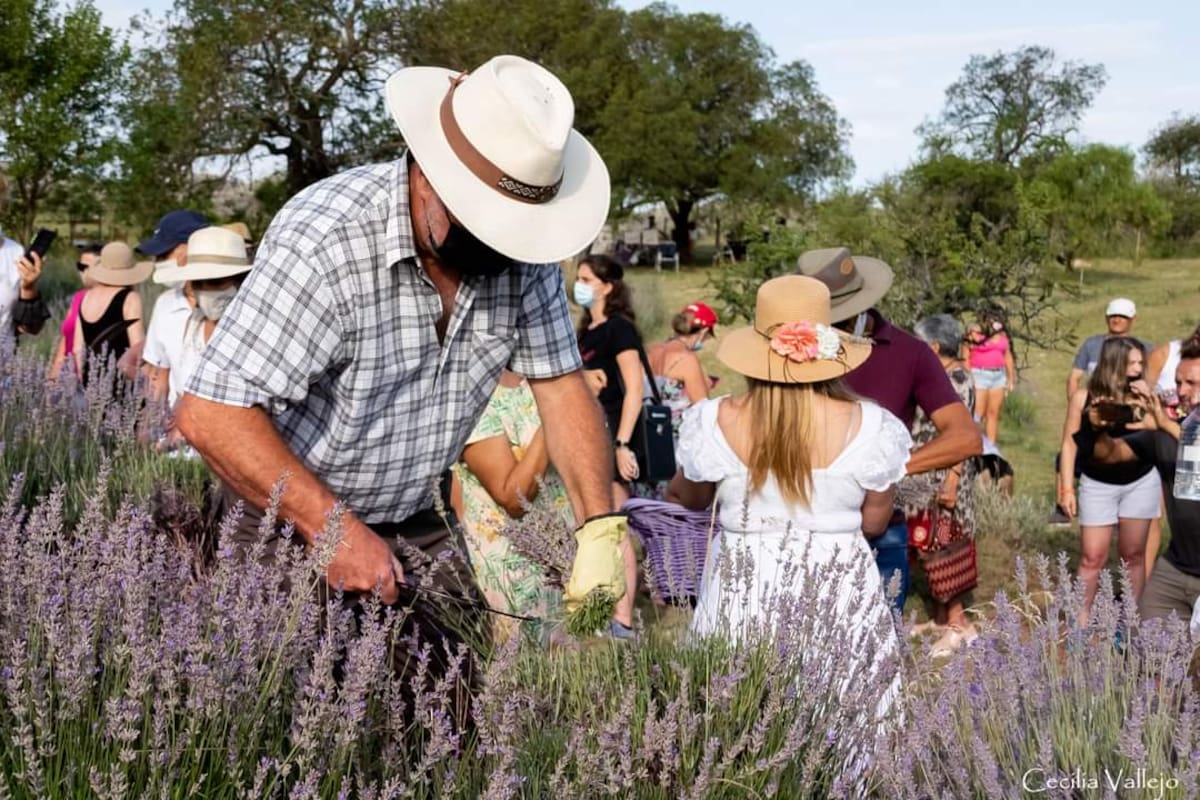 En el Valle de Calamuchita hace cinco años que se hace la Fiesta de la Lavanda