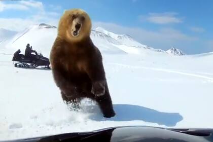 En el video se ve cómo el animal corría por el susto y el único momento en el que se frenó fue cuando quiso defenderse.