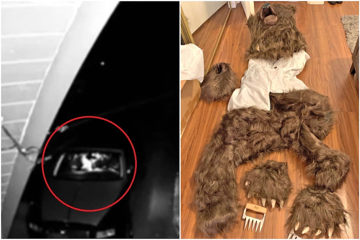 En el video se ve un supuesto oso ingresando al auto y destrozando parte de su interior