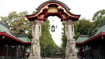 En el Zoo de Berlín, Fatou vive en cautiverio desde 1959