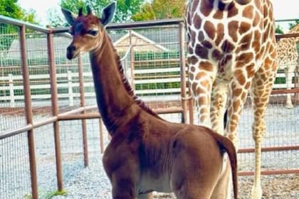 En el zoológico buscan nombres para esta peculiar jirafa sin manchas