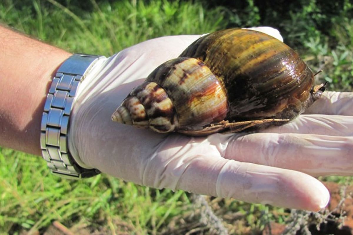 En Eldorado el primer foco se detectó a fines de abril de 2019