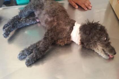 En enero, Coco perdió el uso de sus patas a causa de un ataque