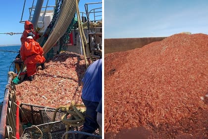 En enero pasado se tiraron 340.000 kilos de langostinos por la medida sindical