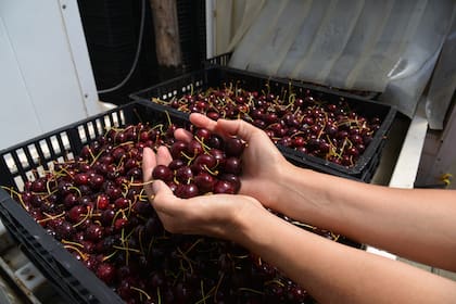 En enero se cosecha la cereza por medio de una recolección manual con escaleras especiales, trabajando intensa y cuidadosamente para que la fruta llegue en óptimas condiciones a los lugares de venta