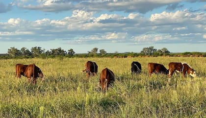 En Entre Ríos, con un rodeo de 200 vacas de cría cruza, basándose en las leyes que tiene el manejo Voisin, el productor encaró el proceso de reconversión de su establecimiento