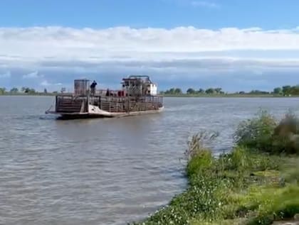 En Entre Ríos sacaron hacienda de las islas en barcazas