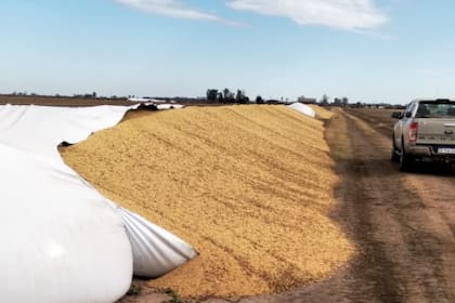 En Esmeralda, provincia de Santa Fe, siniestraron dos silobolsas con 300 toneladas de soja