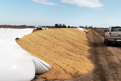 En Esmeralda, provincia de Santa Fe, siniestraron dos silobolsas con 300 toneladas de soja
