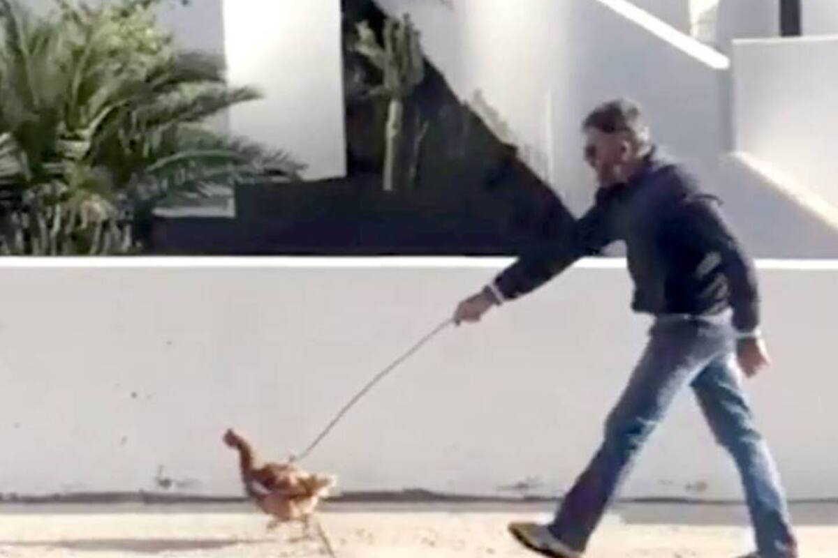 En españa, un hombre sacó a pasear a una gallina y terminó detenido por violar la cuarentena.
