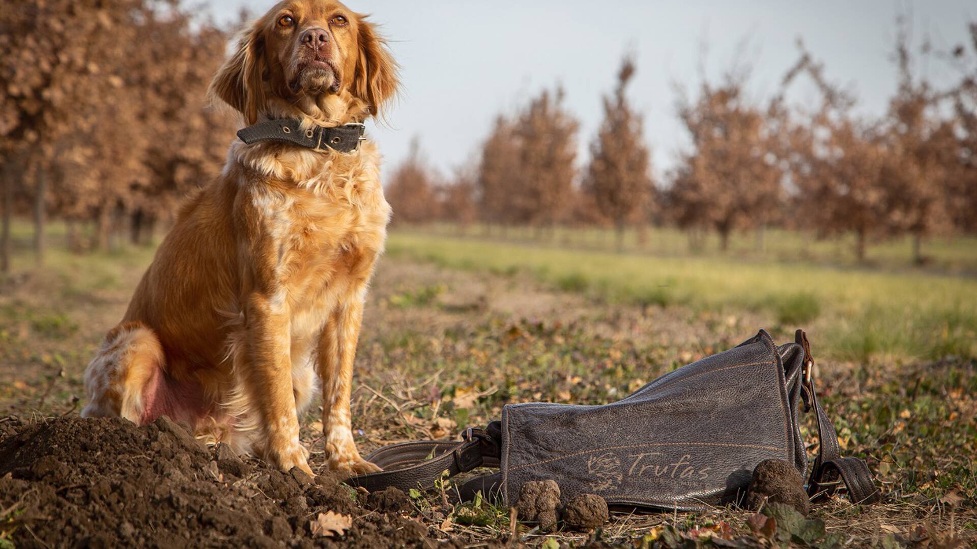 Germán Escobar García llegó de Colombia a Espartillar para hacerse cargo del adiestramiento de los perros que buscan las trufas.