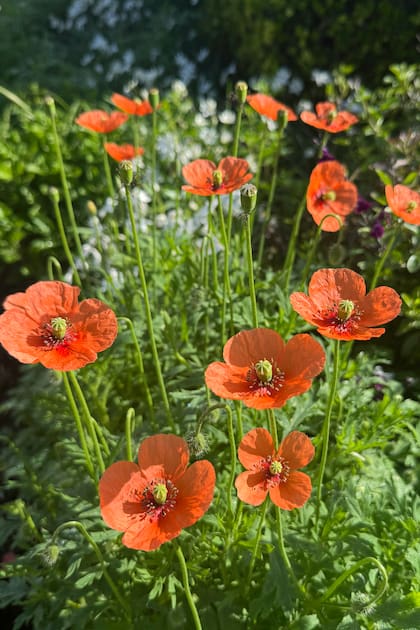 En esta época empiezan a emerger las amapolitas (Papaver dubium)