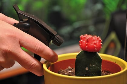 En esta época, la mayoría de los cactus se riega una vez por semana
